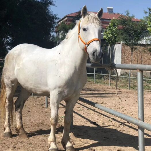 郓城县伊犁马 伊犁青花瓷  伊犁大白龙