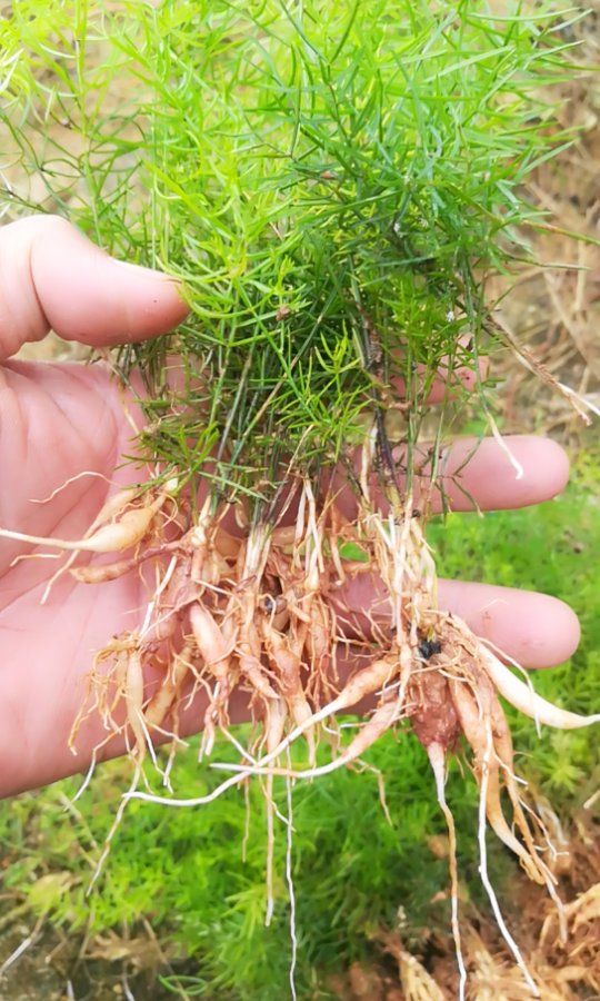 灵山县 现货良种天冬苗出售13至30公分高，0.35一棵