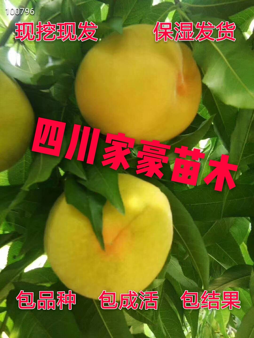 原蜜黄桃苗  黄桃苗黄桃嫁接苗 基地培育 现挖现发抗病抗