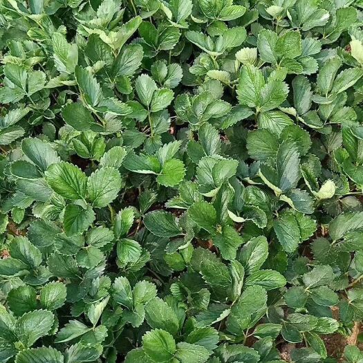 泰安 甜宝草莓苗，牛奶草莓面
