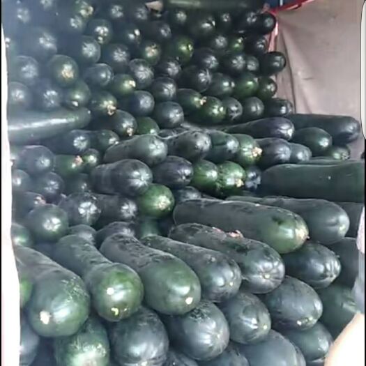 保定 地冬瓜，吊冬瓜，冬瓜，黑冬瓜，黑牛