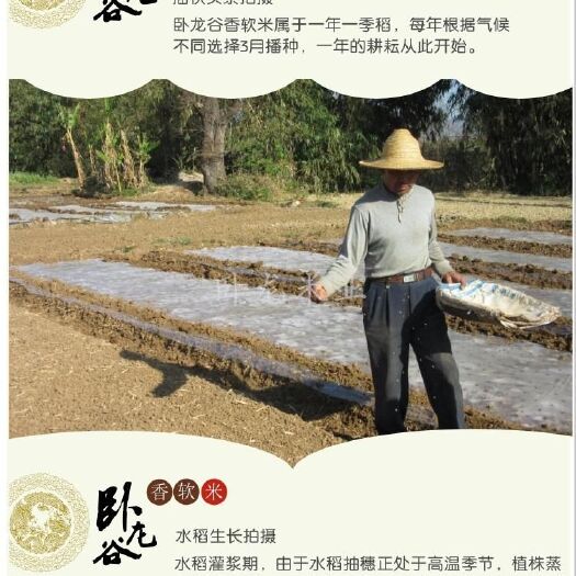 开远市云南软米 云南卧龙谷云灰米