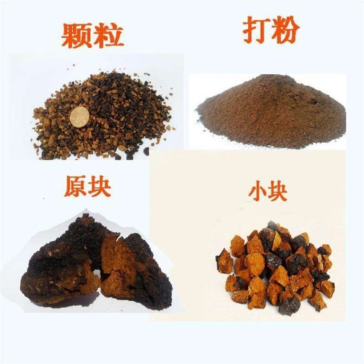亳州俄罗斯桦树茸 白桦茸