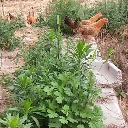 兴平市 全散养 纯粮饲养青脚土鸡
