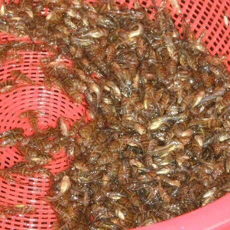 个旧市黄颡鱼苗 万合水产养殖有限公司