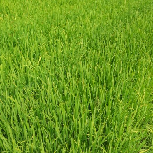 德惠市 吉林长粒香农家土大米