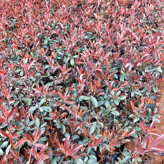 红叶石楠  二三十分高小怀苗大量出售