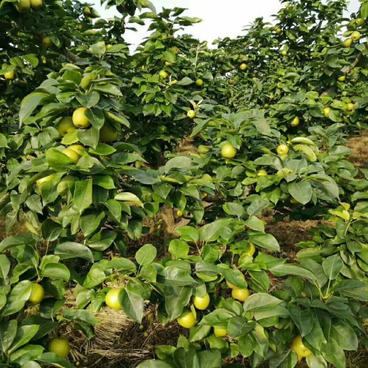 富川县 翠冠 、 黄花梨