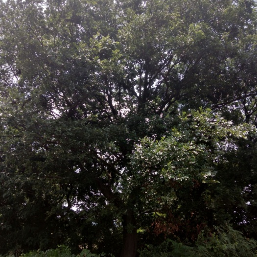 铜陵 常年供应绿化树苗大朴树，大榆树，香樟，广玉兰等