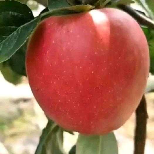 泰安 鲁丽苹果苗供应 中早熟苹果苗 优质嫁接苹果树苗 丰产苹果树苗