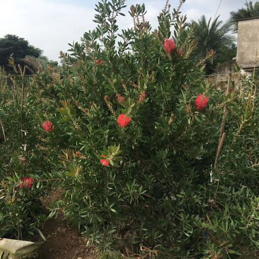 漳州 自家种美花红千层