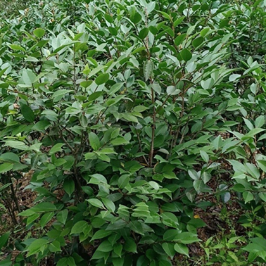 浦城县成品茶花树，树形好品种多。粗地径二以上