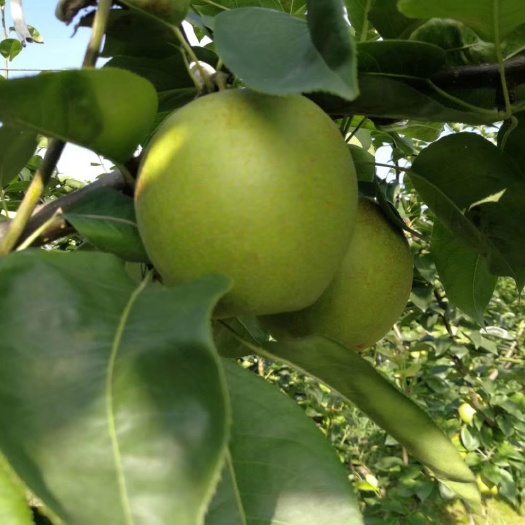 无锡 翠冠梨，梨