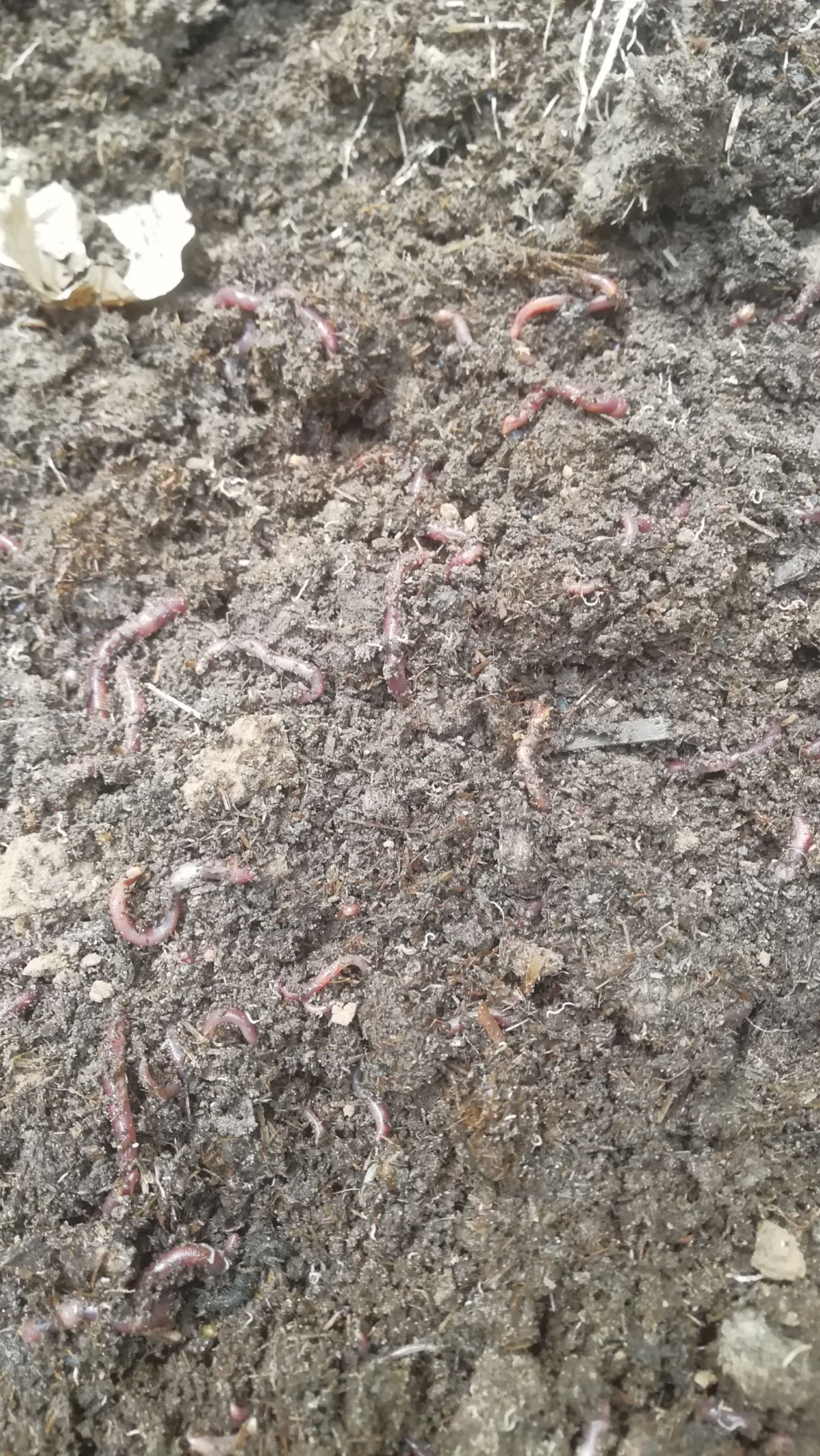 大平2号  太平2号，纯牛粪蚯蚓