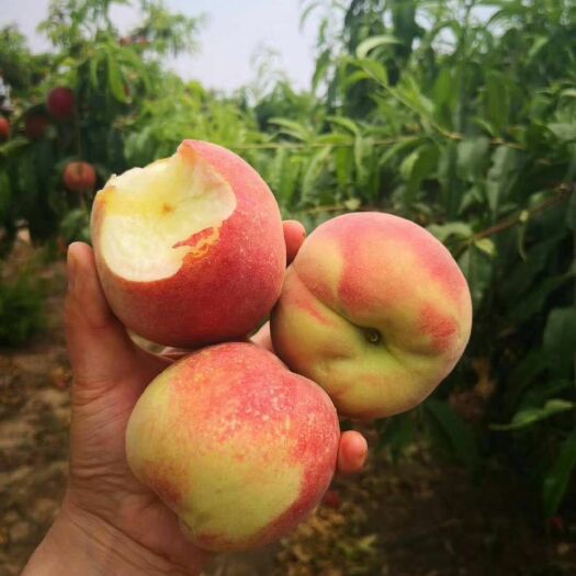 平邑县水蜜桃苗 翠红水蜜桃……树苗