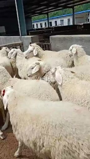 凉城县 活羊，量大，