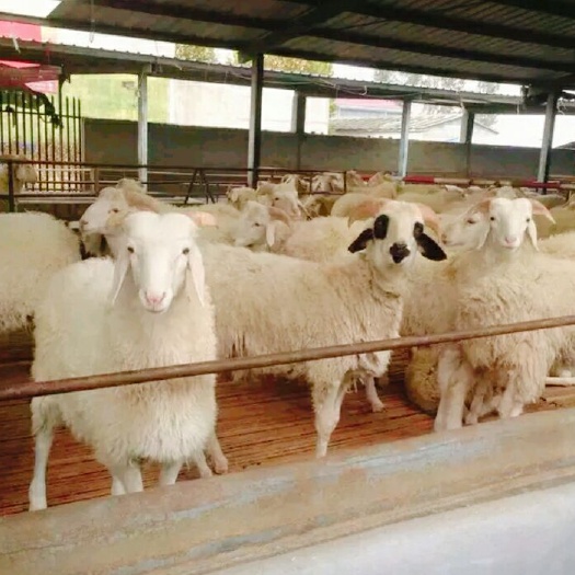 龙泉市 山羊绵羊湖羊，种羊白条肉体，长期供应