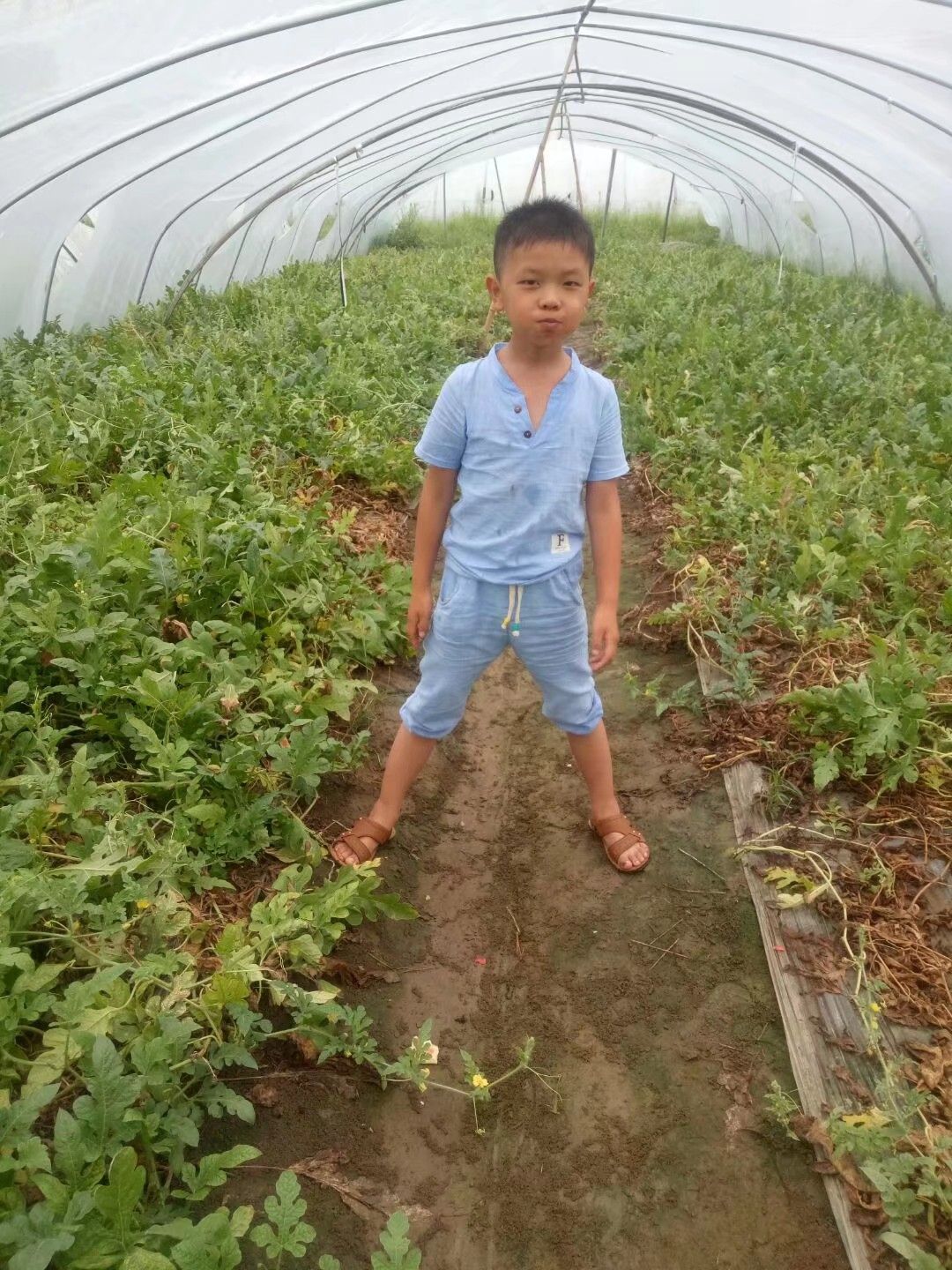 早春红玉西瓜 早春红玉大量批发。