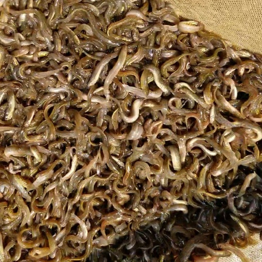 吉安泥鳅苗 泥鳅寸苗