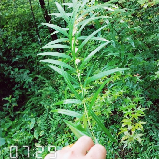 新宁县正宗黄精