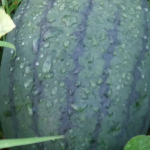 遂溪县黑美人西瓜 6斤打底 9成熟 1茬 有籽