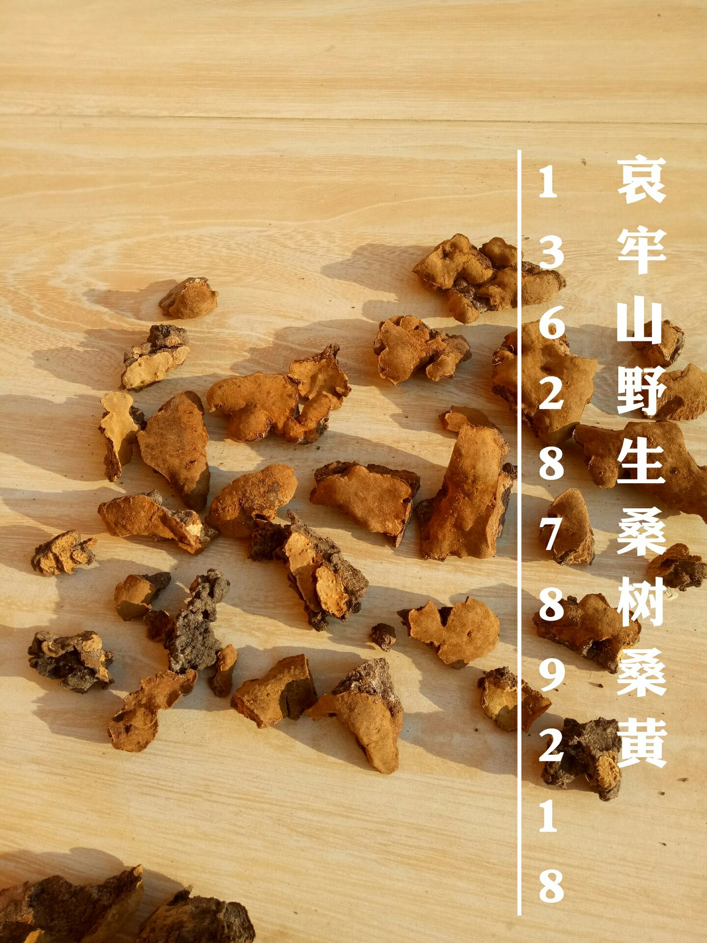  桑树桑黄