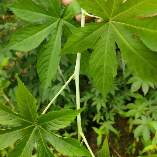 彭水覆盆子种苗 正宗七叶覆盆子，质量好，成活率高