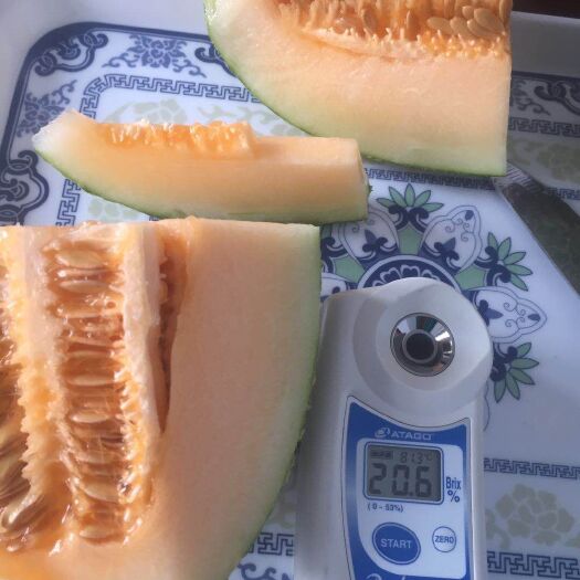邯郸 西州蜜25号，口感脆甜，糖度高，量大