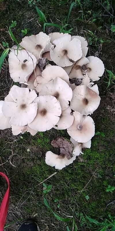义乌市 野生鸡枞菌，吃了健脾养胃  补虚养血   提高免疫