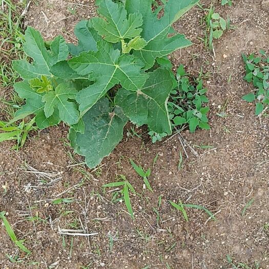 威海波姬红无花果苗 无花果苗