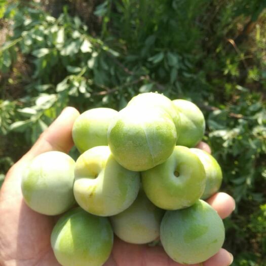  李子量大，品种齐全，口感好，质量优