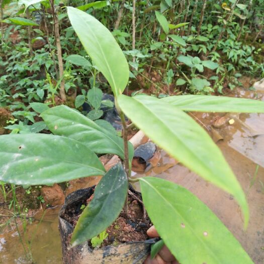 灵山县 布福娜黑老虎苗