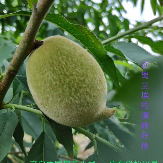 始兴县鹰嘴蜜桃 55mm以上 2 - 3两