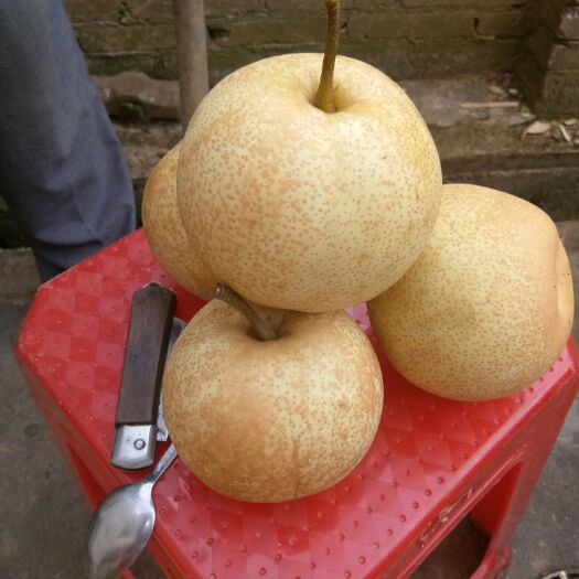 岑溪市南方早熟蜜梨