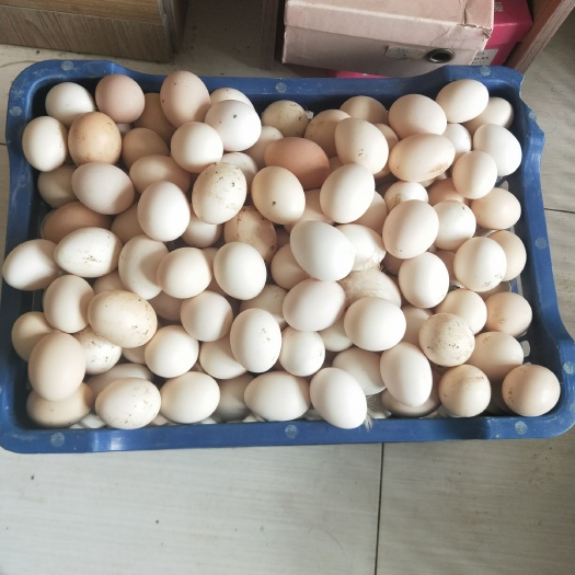 武邑县土鸡蛋 食用 散装