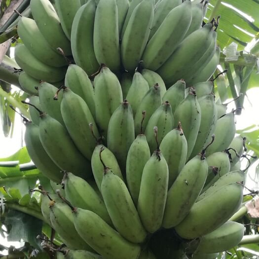 湛江粉蕉 天天可发3万斤内