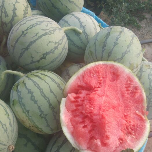 饶阳县优质头茬密童无籽小西瓜