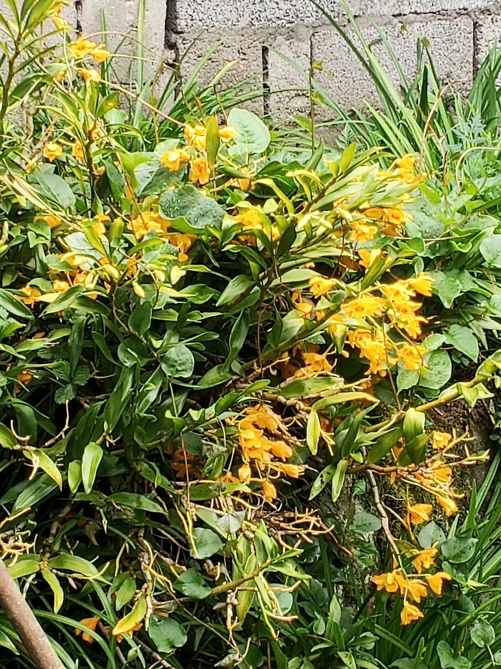 毛重楼 贡山本地名贵药材,花草