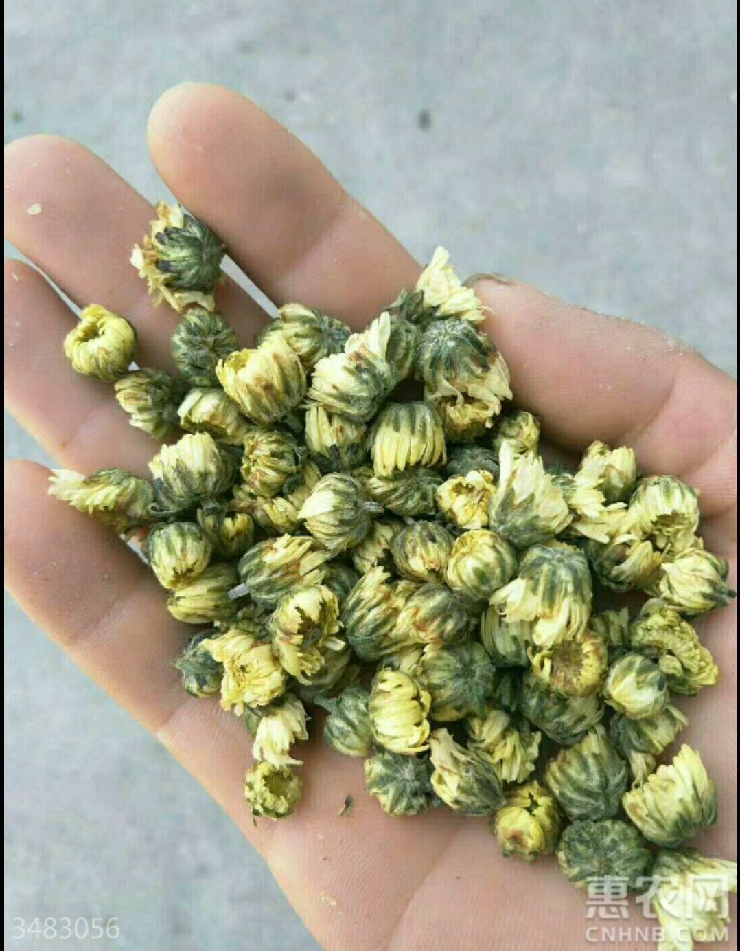 无硫！胎菊！新货！批发，零售！一斤包邮到家