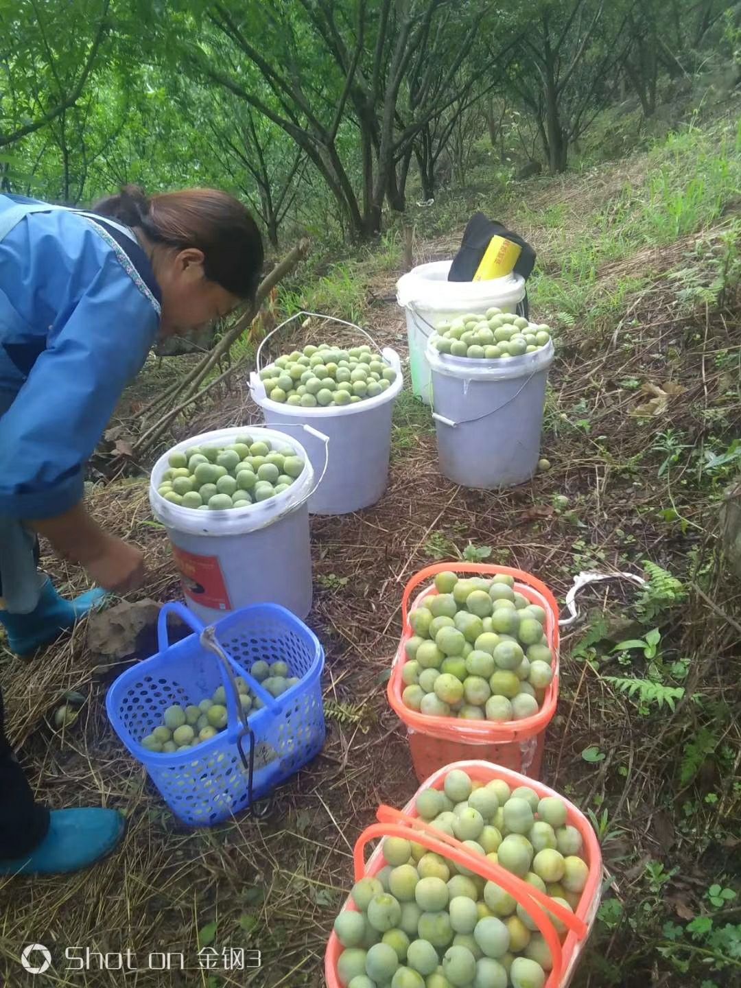 正品蜂糖李，原产地直销，现摘现发