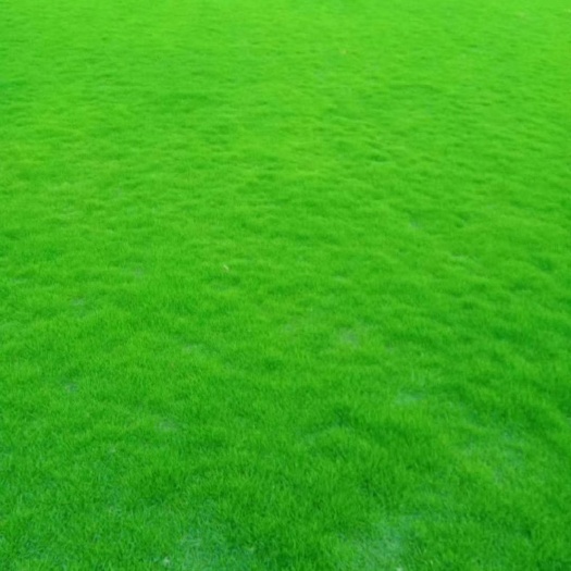 余姚市马尼拉草皮