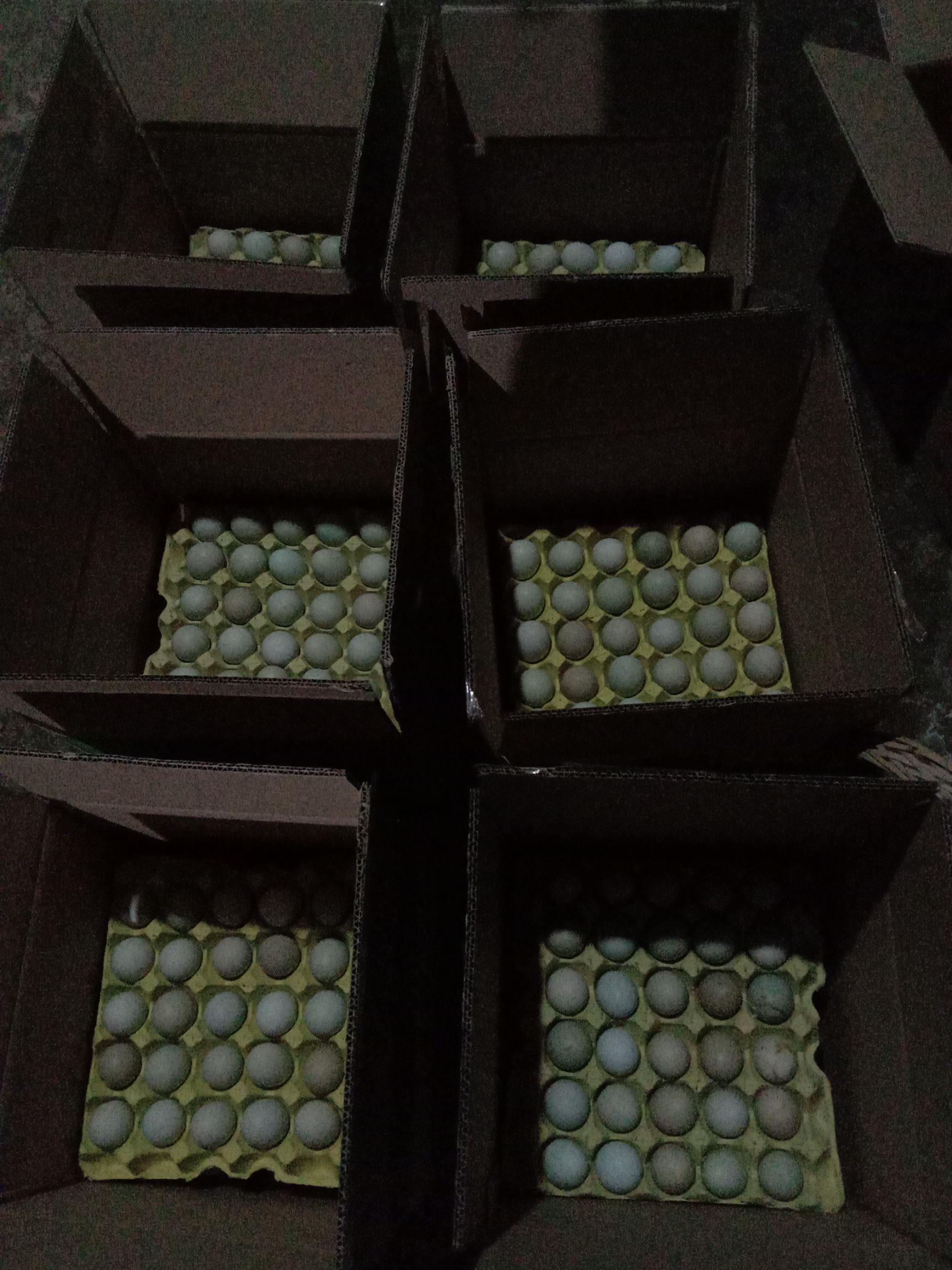 绿壳鸡蛋 食用 箱装