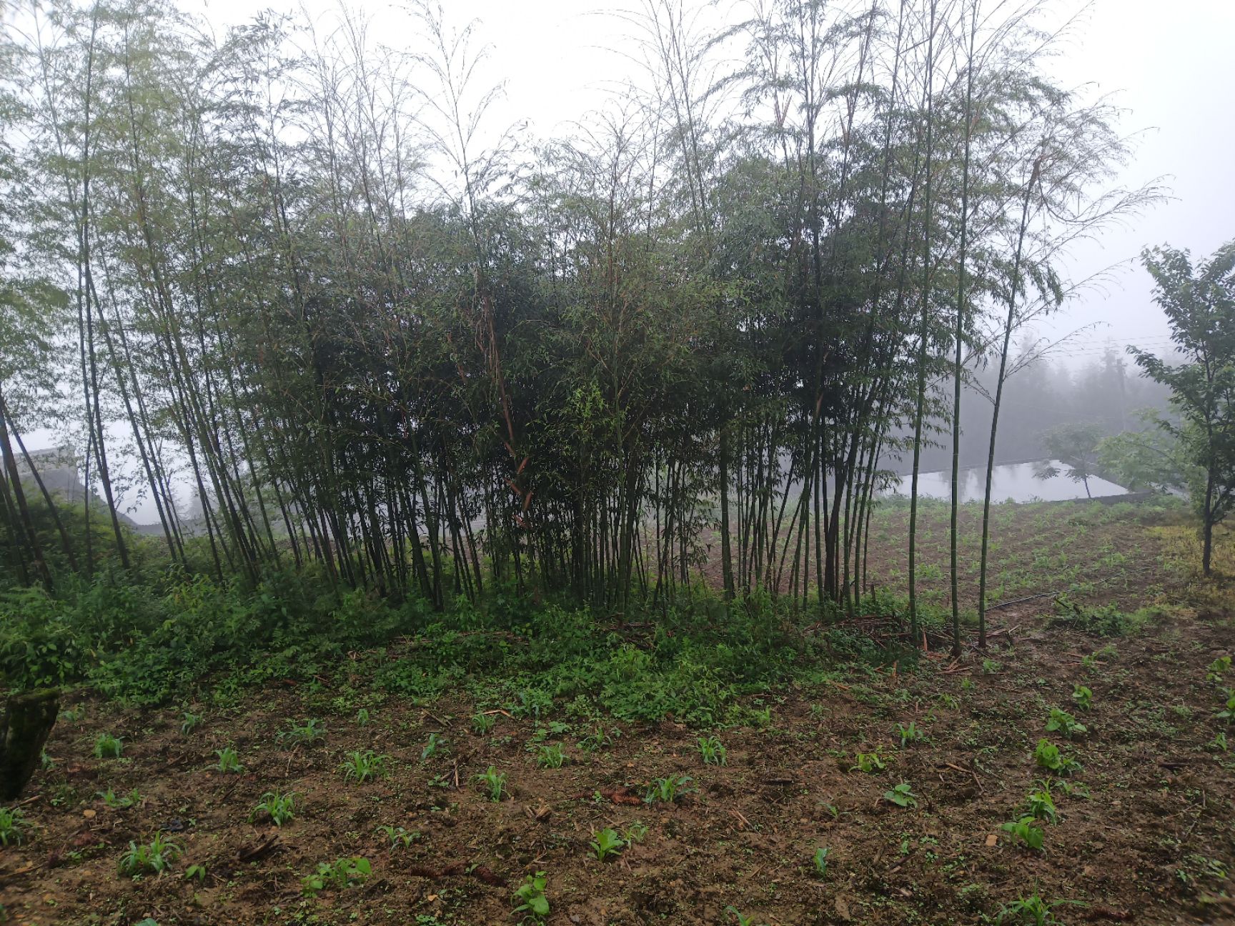  精品楠竹苗，大小规格都有