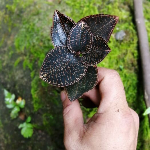 连山县 金线莲