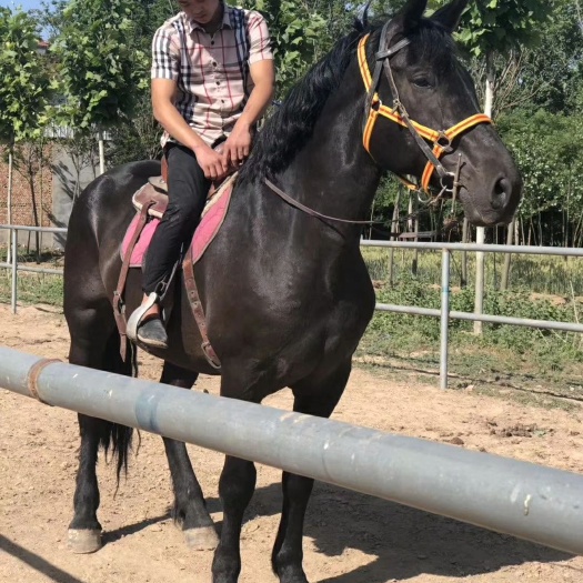 郓城县 骑乘大马  母马  骑乘拉车都可以