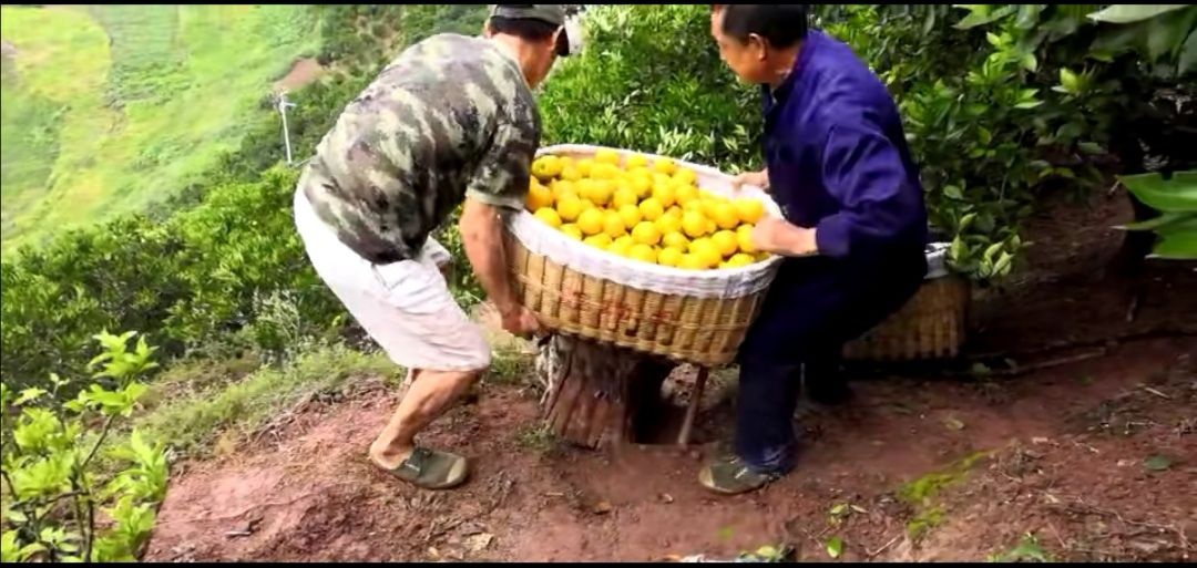 秭归县 秭归夏橙