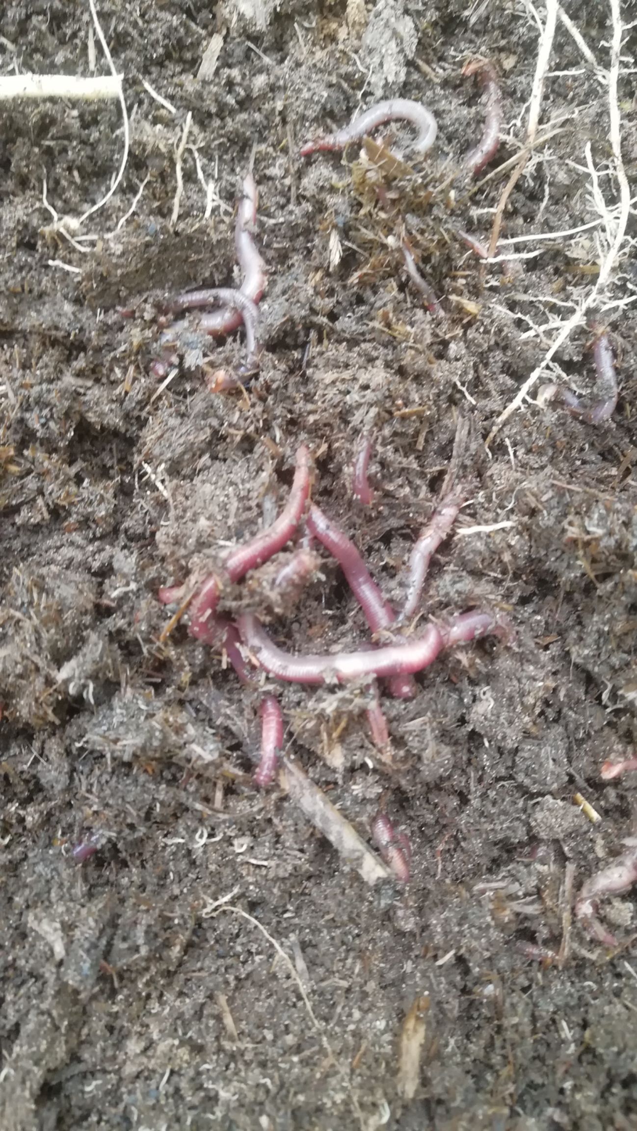 大平2号  太平2号，纯牛粪蚯蚓