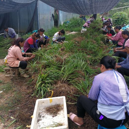 砚山县白芨苗   三叉大白芨苗，量大从优