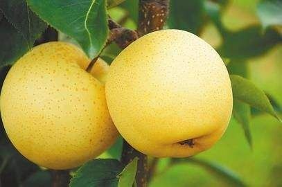 方城县 黄金梨