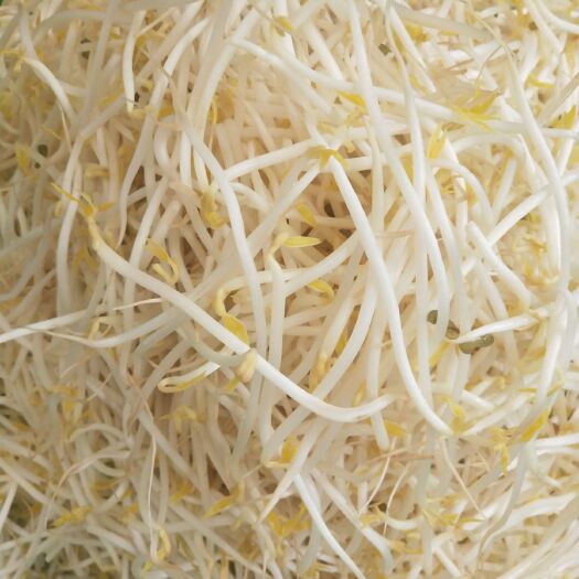 天津 新鲜豆芽